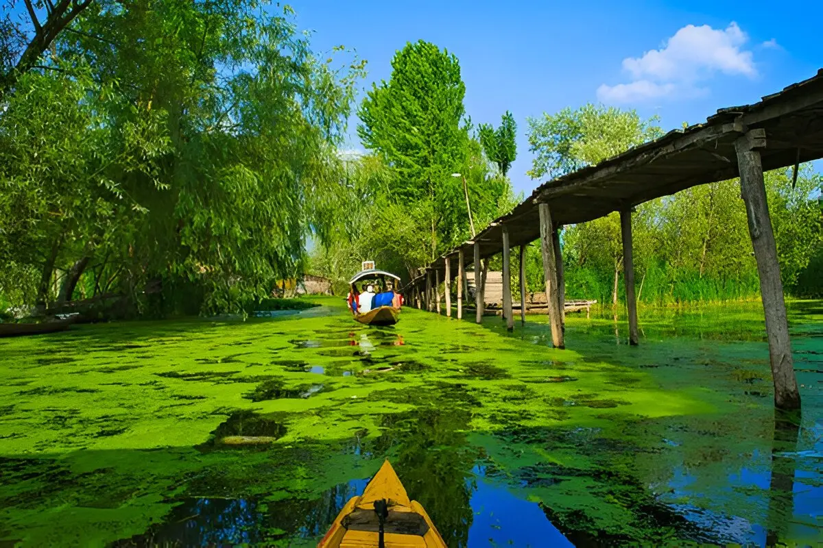 Green meadow with a wooden walkway under tall trees