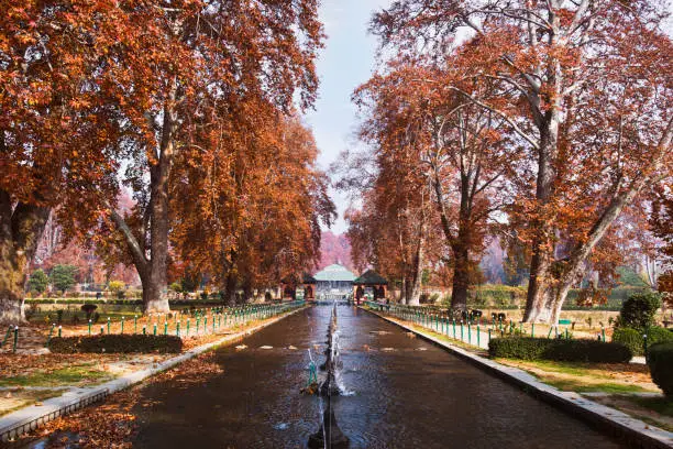 Chinar trees in autumn colours along a Mughal garden water channel
