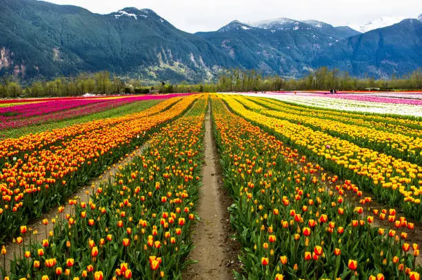Rows of tulips in bloom