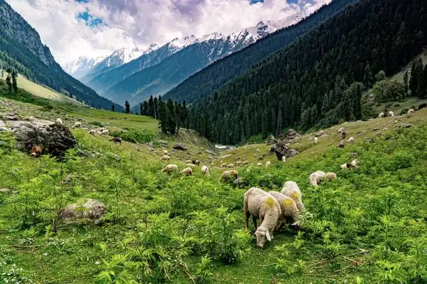 Jammu Kashmir Tour Packages