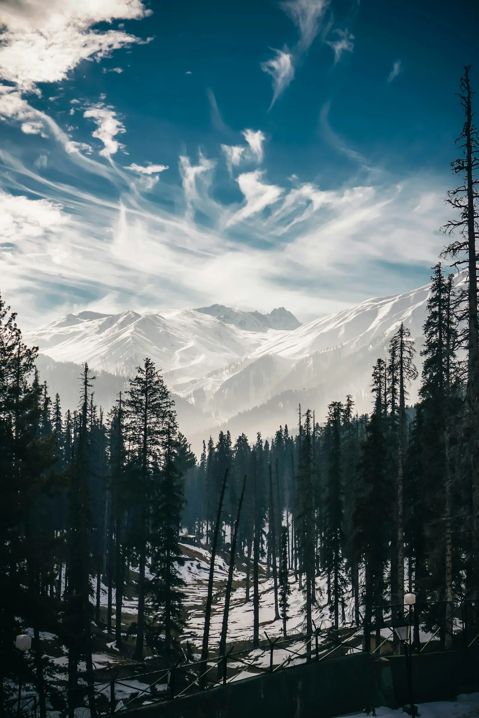 Pine trees in front of a snow-covered mountain range