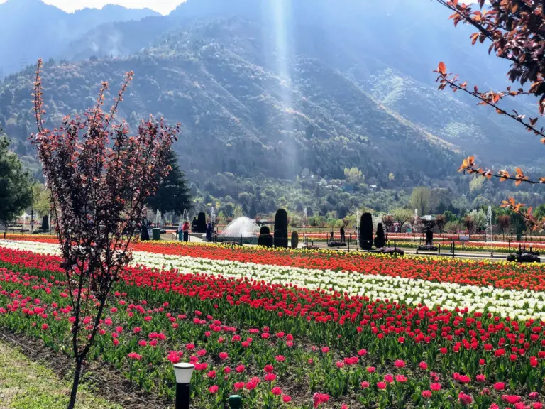 Tulip beds in bloom at the Indira Gandhi Memorial Tulip Garden, Srinagar