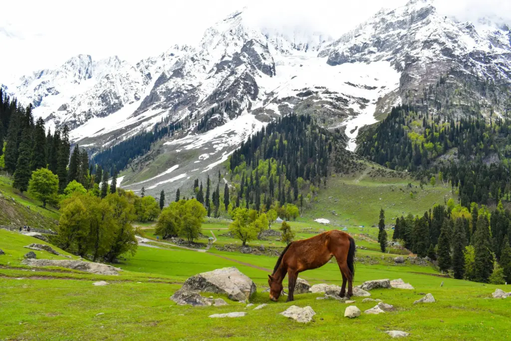 Horse grazing in a green meadow below snowy peaks near Thajiwas Glacier, Sonamarg