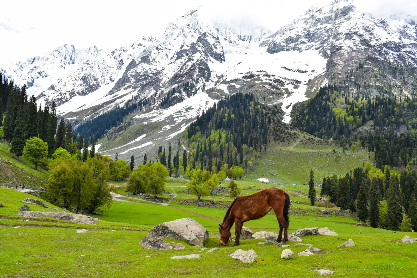 Horse grazing in a green meadow below snowy peaks near Thajiwas Glacier, Sonamarg