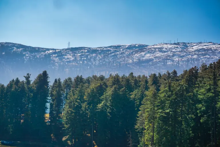 Mountain view framed by trees at Patnitop