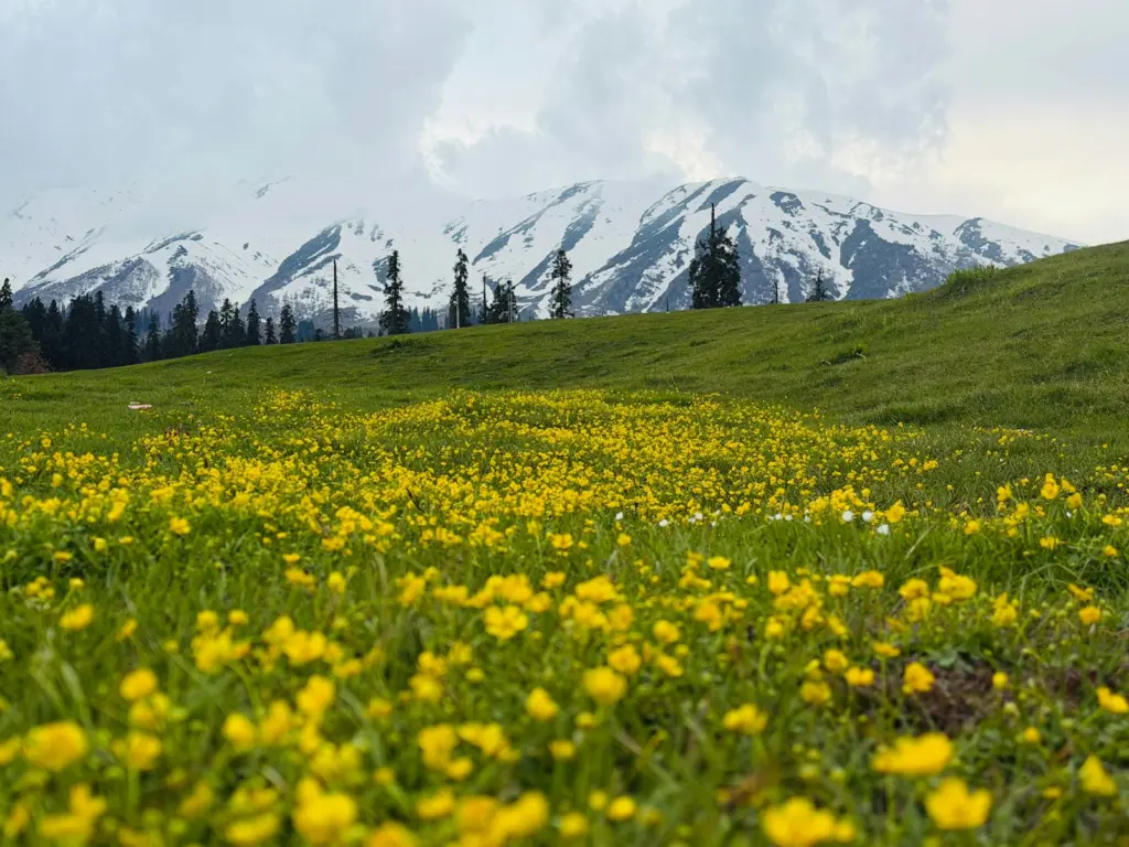 Yellow wildflowers in a meadow below snow-capped peaks, Gulmarg