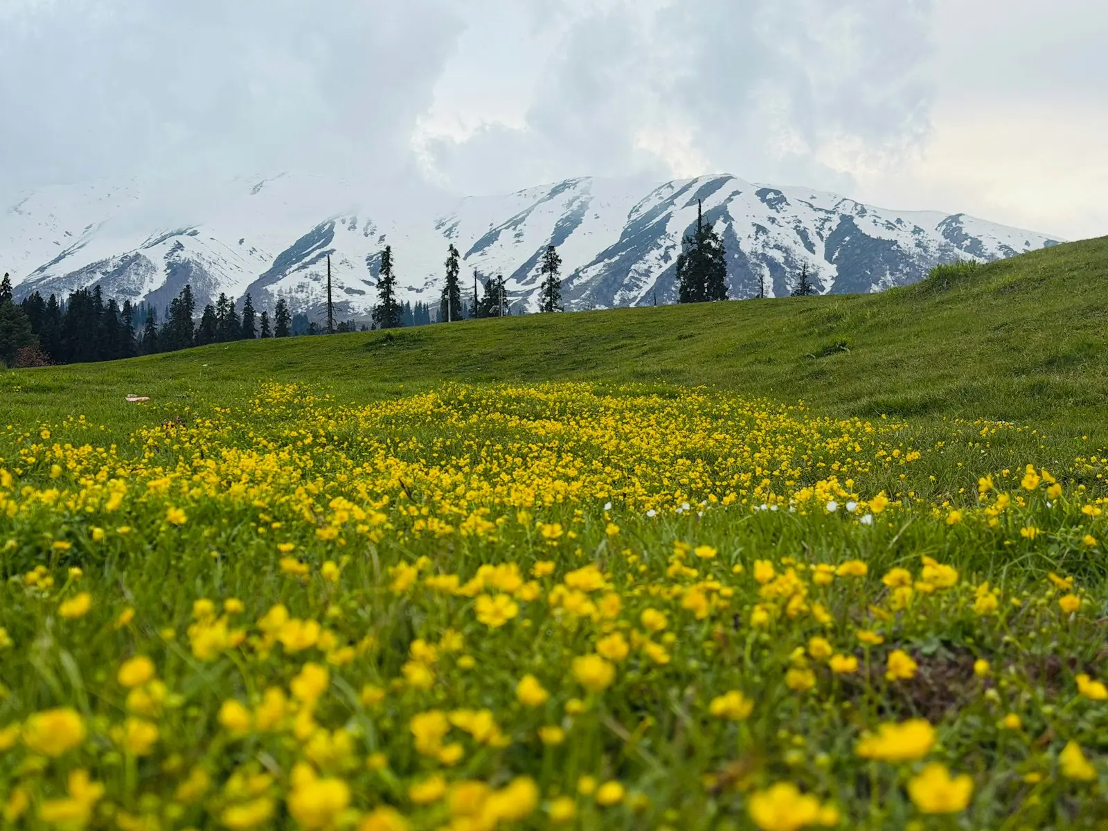 Yellow wildflowers in a meadow below snow-capped peaks, Gulmarg